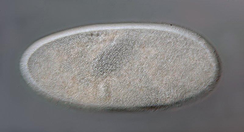 HWB Frontonia marina 03-800 - 300 µm.jpg