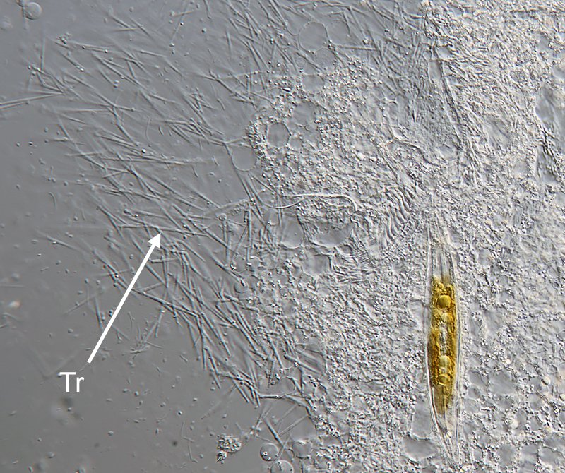 HWB Frontonia marina 11 - 800.jpg