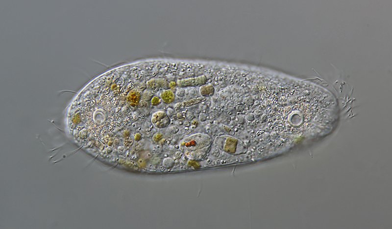 HWS Holosticha (Amphisiella) milnei 02 - 113 µm 800.jpg