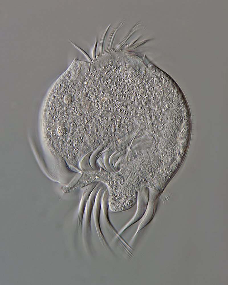 HWS Uronychia transfuga 03 - 125 µm 800.jpg