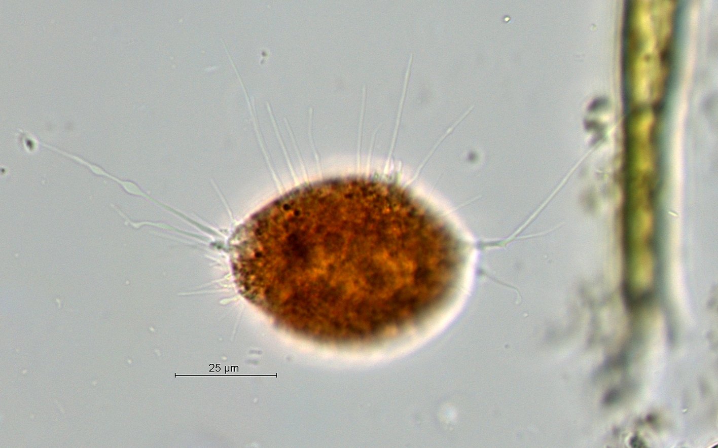 Vampyrella lateritia_60x.jpg