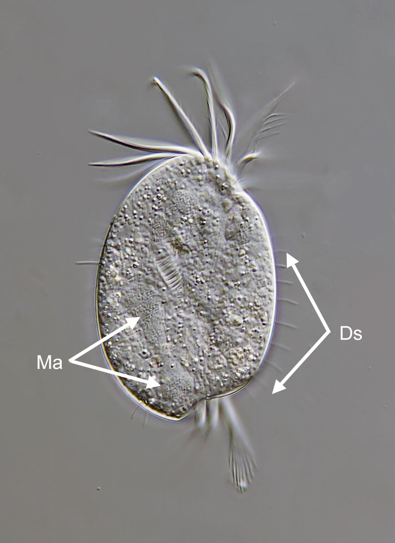 SL Diophrys appendiculata 04B - 80 µm.jpg