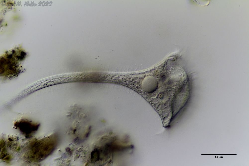 Stentor elegans.jpg