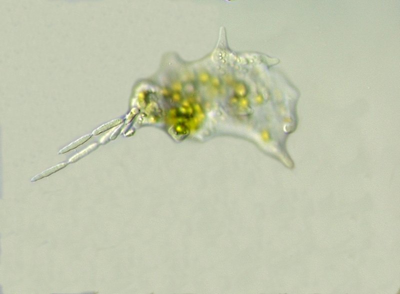 Mayorella cf.penardi_1.jpg