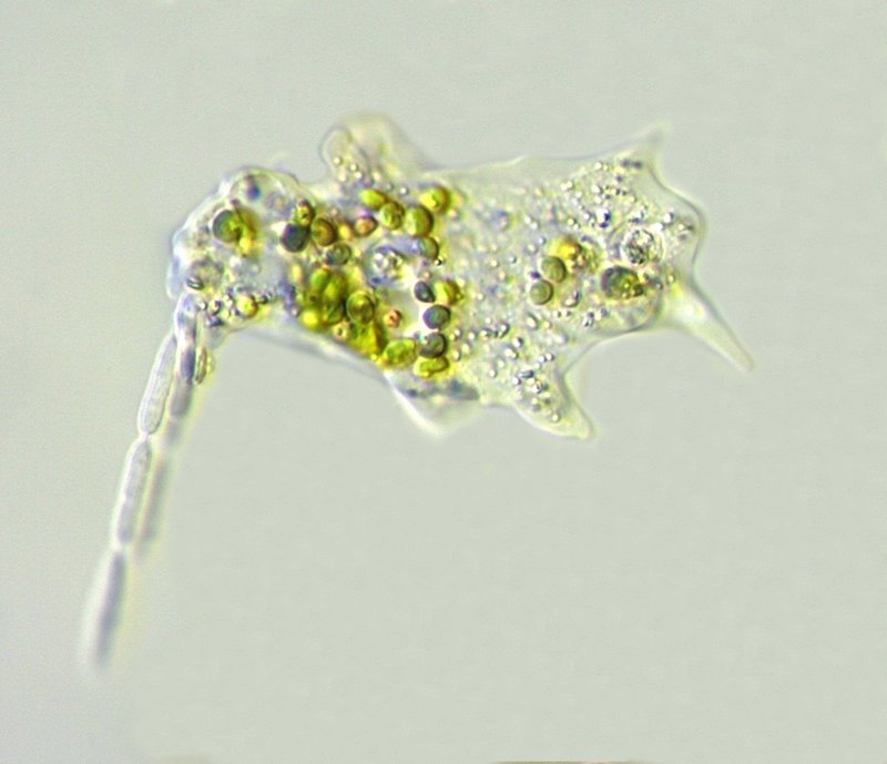 Mayorella cf.penardi_3.jpg