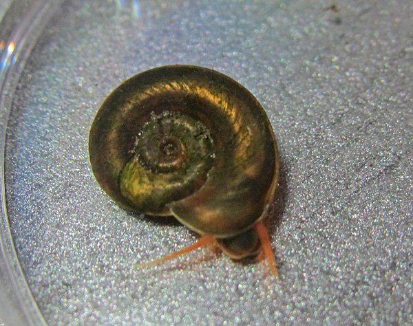 Schnecke.Pillerseemoor.jpg