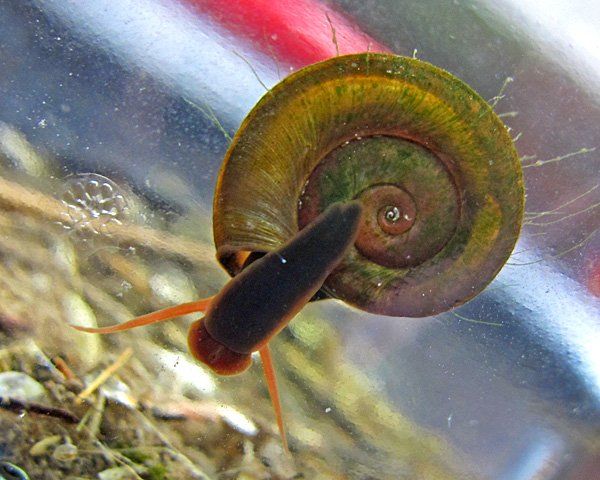 schnecke.pillerseemoor2.jpg