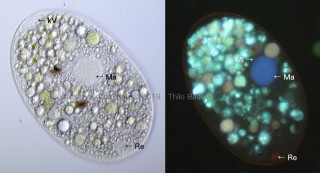 Abb. 3: Korrelative Mikroskopie mit Hellfeld (schiefe Beleuchtung) und Fluoreszenz mit Doppelfärbung.