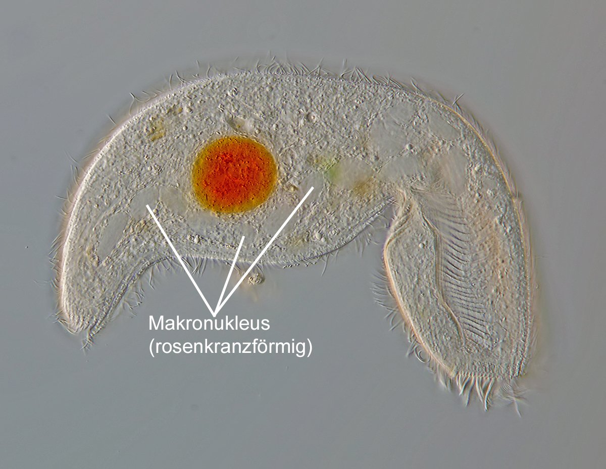 Rosenkranzförmiger Makronucleus