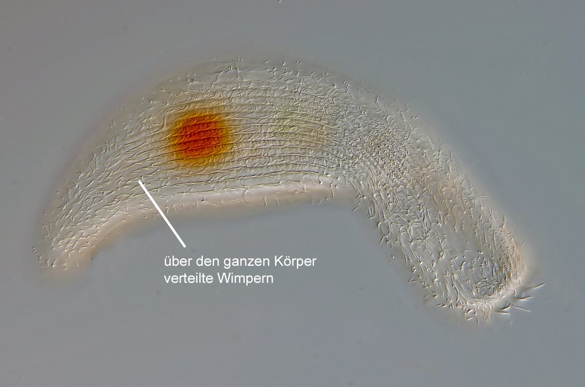 Detailansicht von Wimpern