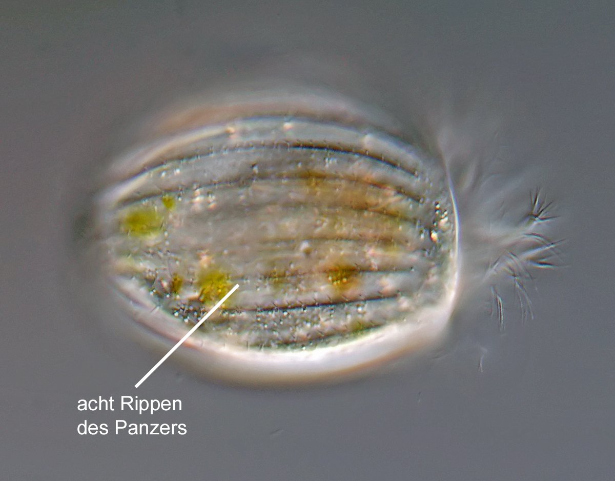 BT Euplotes charon 03b - 100x70 µm.jpg