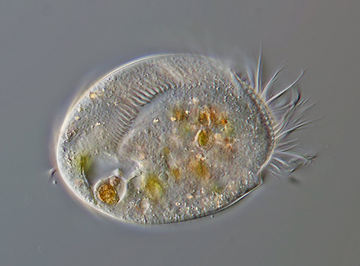 BT Euplotes charon 02 - 100x70 µm.jpg