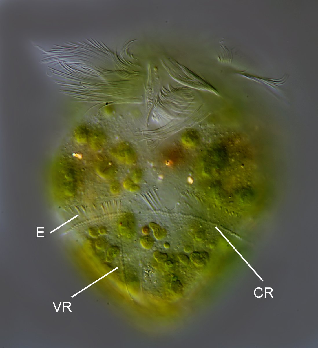 DG Limnostrombidium viride 04B.jpg