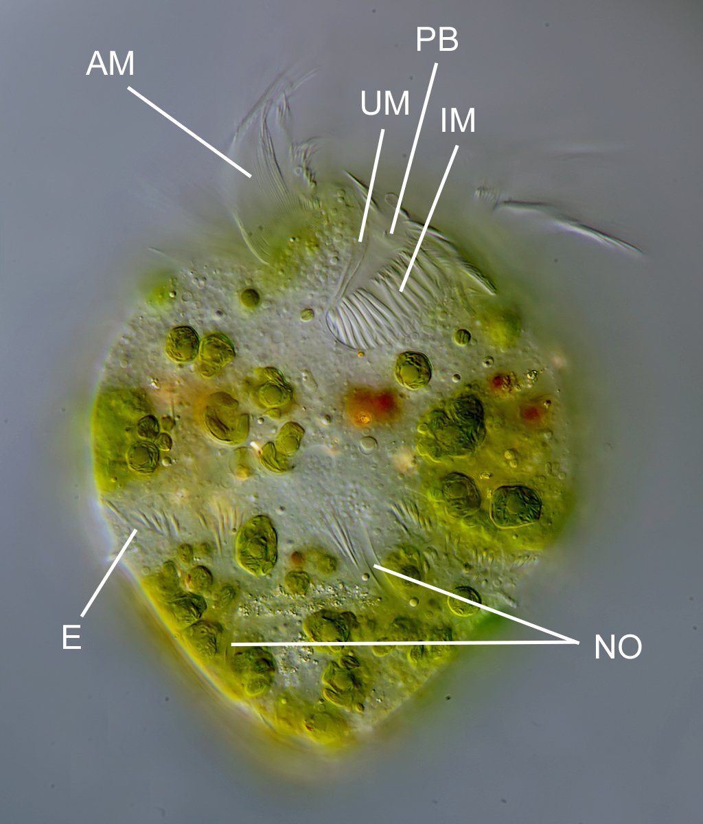 DG Limnostrombidium viride 05B.jpg