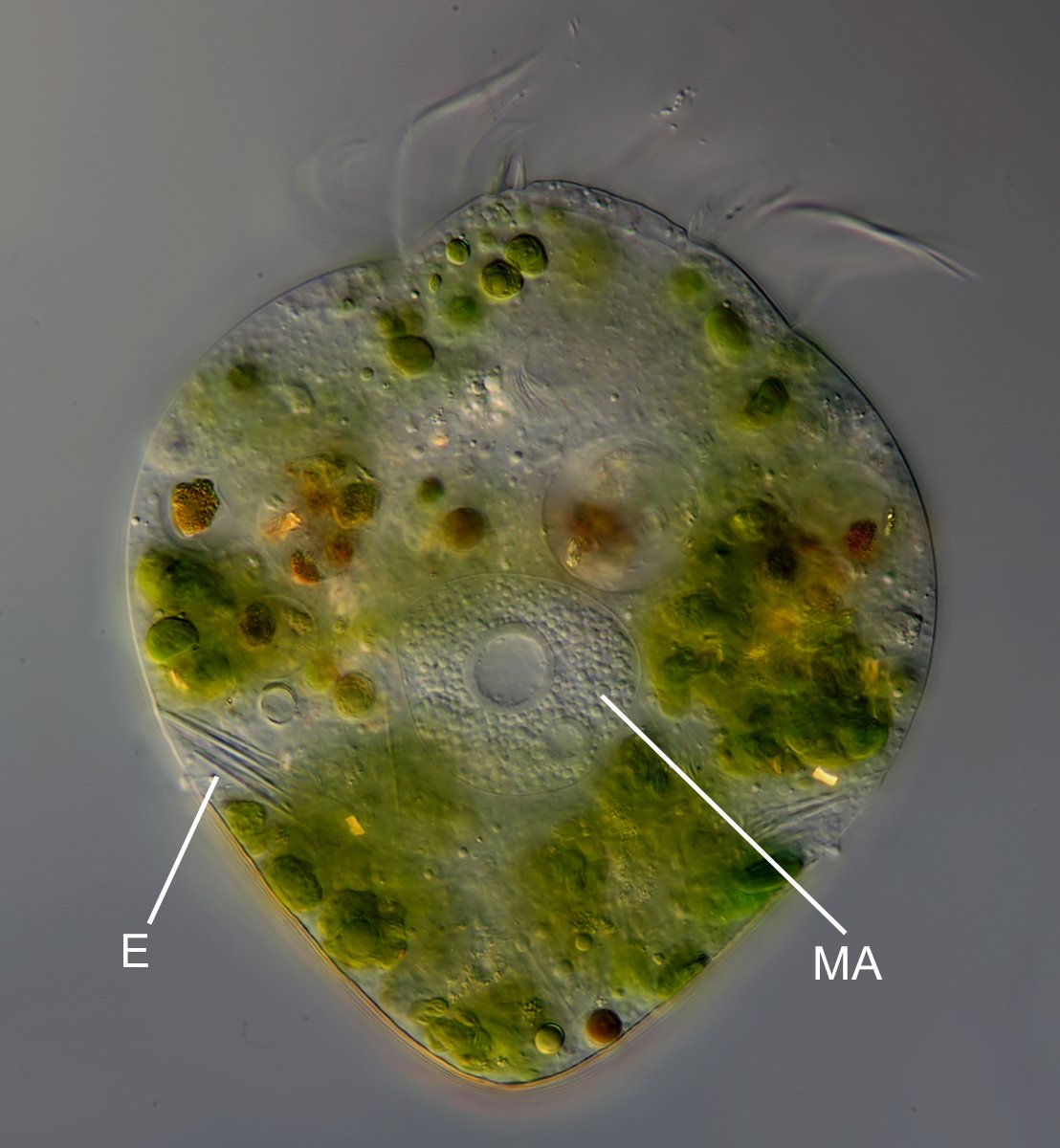 DG Limnostrombidium viride 07B.jpg