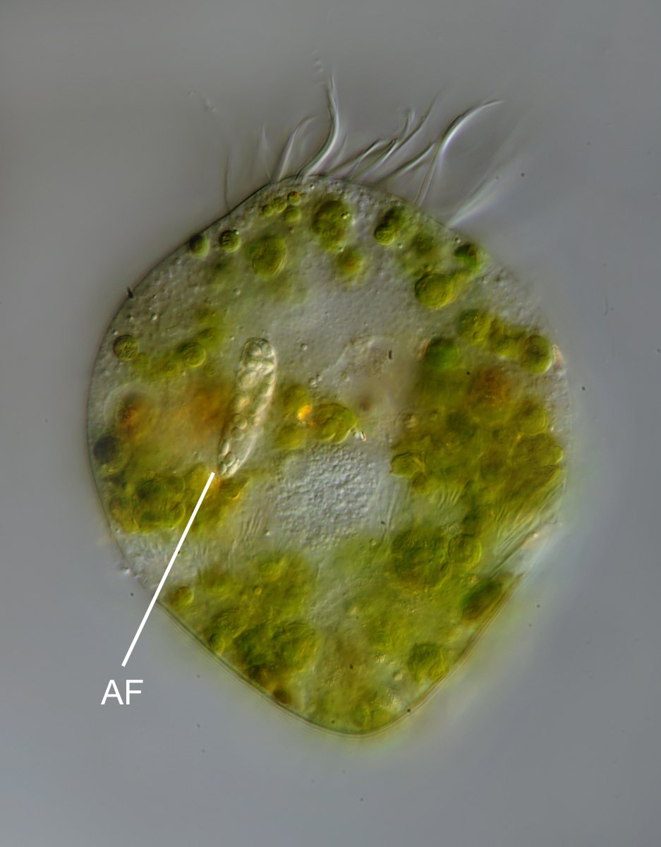 DG Limnostrombidium viride 08B.jpg