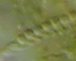 DG Limnostrombidium viride 04V.jpg