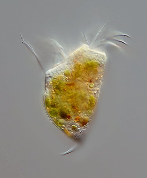 Auf diesem Bild ist der Stachel, der aus dem Panzer ragt, gut zu erkennen, und auch die aufgenommene Nahrung in Form von Algen.