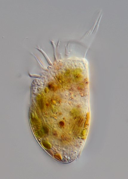 Hier sind gut die schräg nach unten laufenden Extrusomen zu sehen, in etwa ab der Grenze des Panzers.