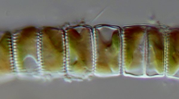 DG Fragillaria construens var. venter 01 - 8-10x5 µm 600.jpg