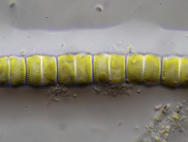 DG Fragillaria construens var. venter 04 - 8-10x5 µm 600.jpg