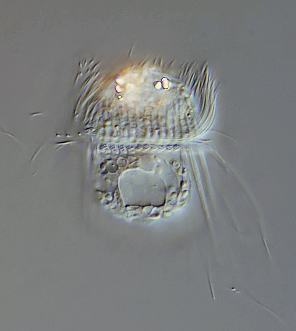 HWB Pelagohalteria cirrifera 02 - 47 µm - 600.jpg