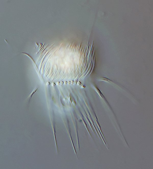 HWB Pelagohalteria cirrifera 01 - 47 µm - 600.jpg