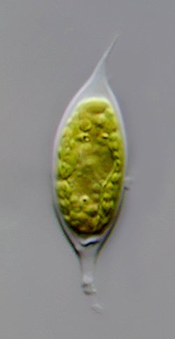 PLM Characiopsis acuta 02 - 25x9 µm - 250.jpg