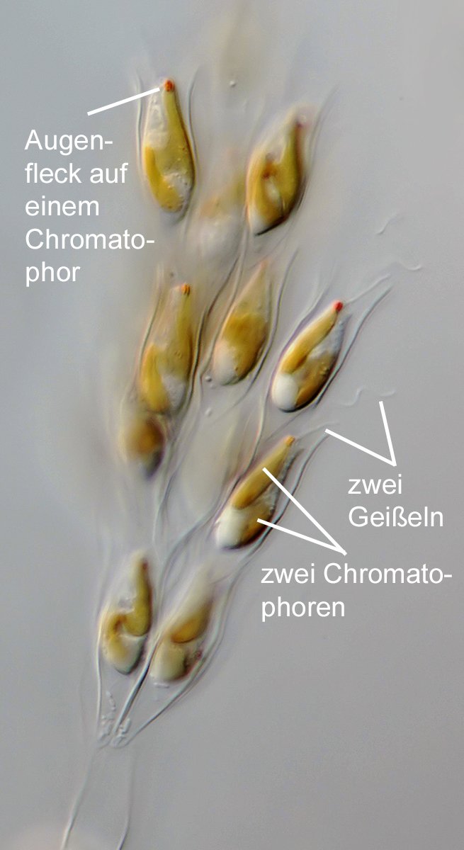 AT Dinobryon sertularia 01B - 40-45x12-14µm.jpg