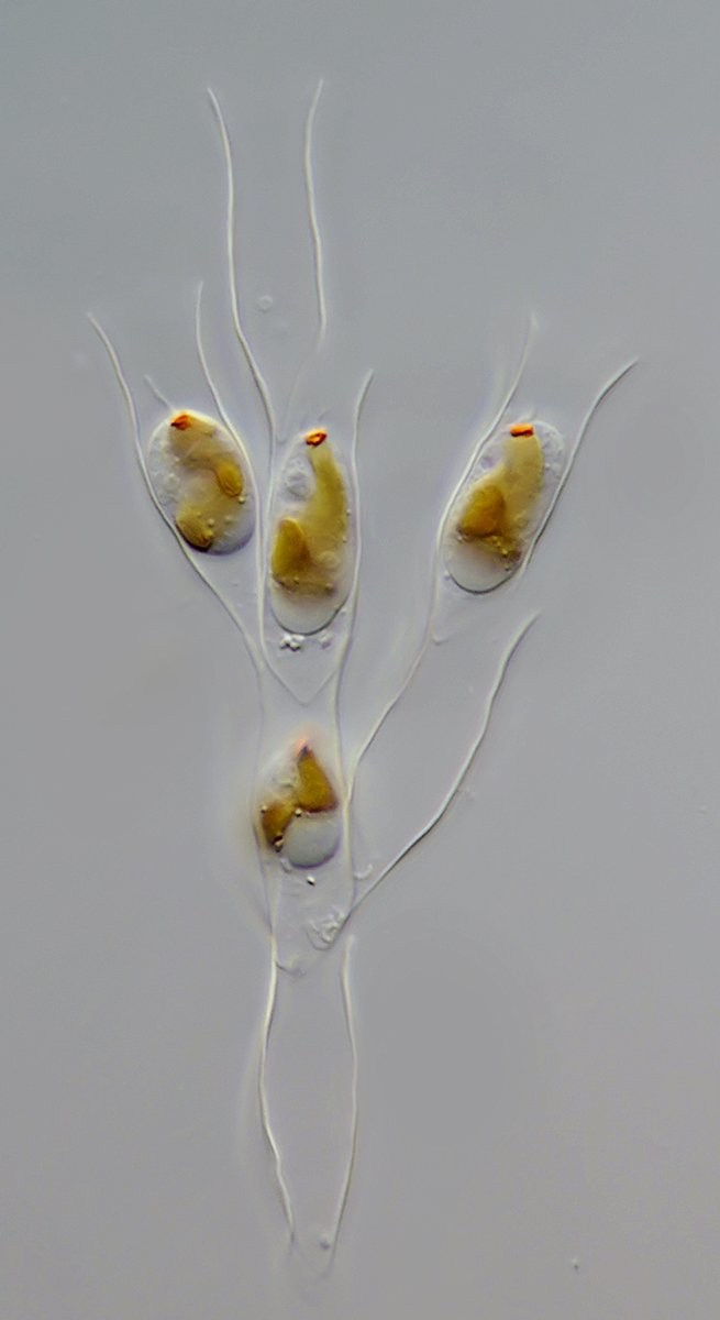 AT Dinobryon sertularia 06 - 40-45x12-14µm.jpg