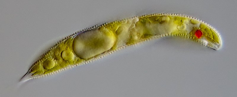 HTG Euglena spirogyra 02 - 90 µm - 800.jpg