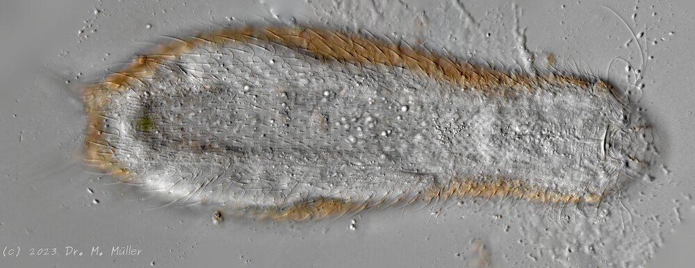 Ventral.jpg