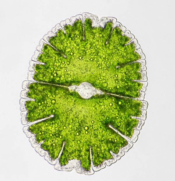 micr.denticul.l5.jpg