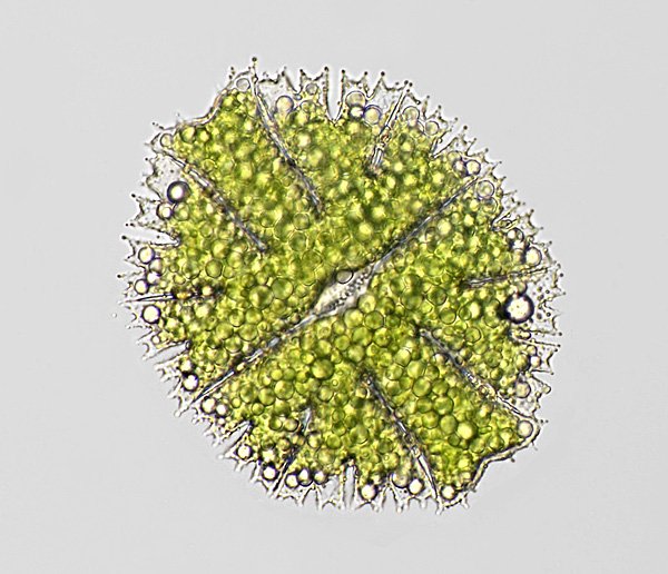 micr.papillif.l3.jpg