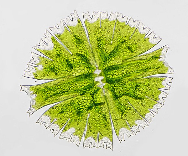 micr.rotata.lsm1.jpg