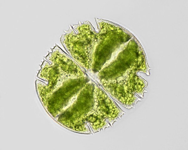 micrast.truncata.lsm1.jpg