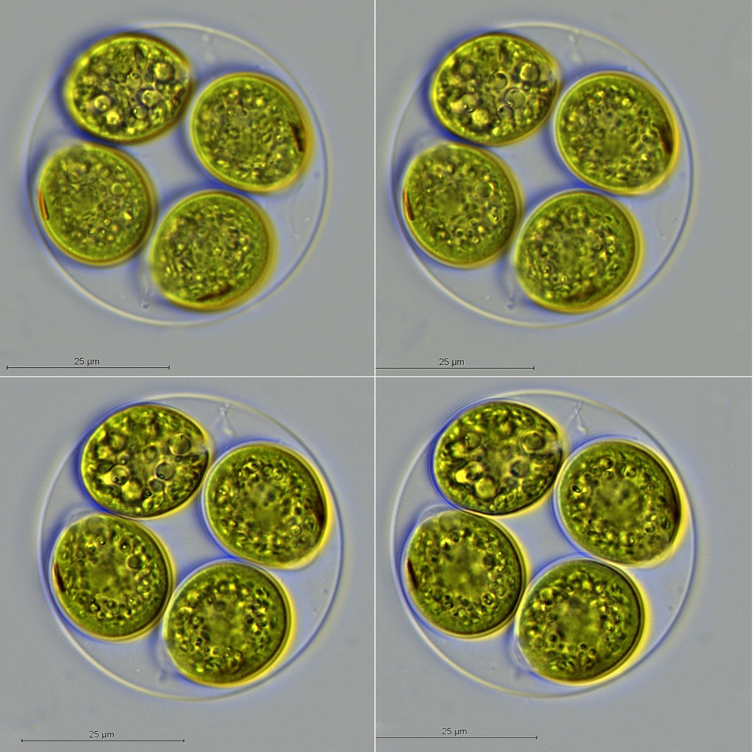 Gloeomonas vs. Chlamydomonas.jpg