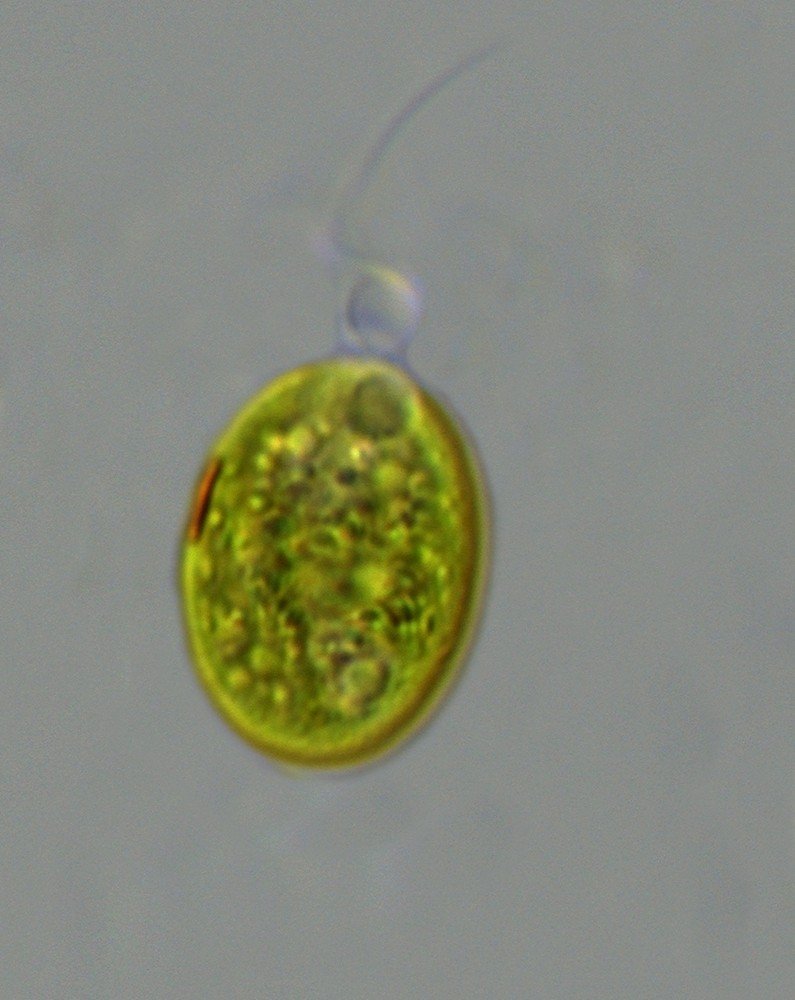 Gloeomonas vs. Chlamydomonas.jpg