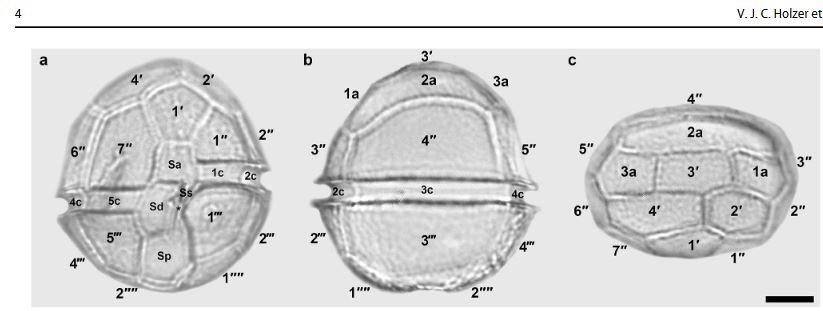 Peridinium spec..JPG