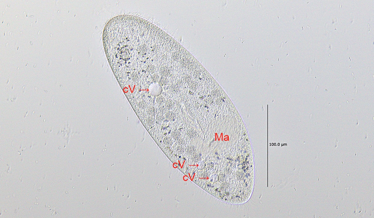 Paramecium_caudatum_HF_LD-LCI-PlanApo-25x.jpg