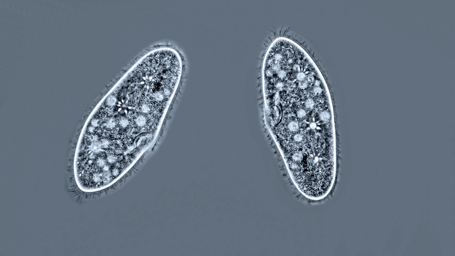 Paramecium 15 caudatum Pantoffeltier 3 Kontraktile Vakuolen (Art-Variante) PH+ 40-Z7.jpg