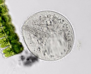 prorodon.cf.p1.jpg