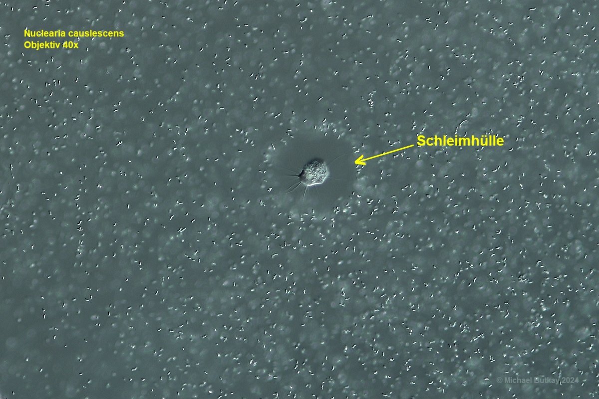 Nuclearia causlescens mit Schleimhülle.jpg