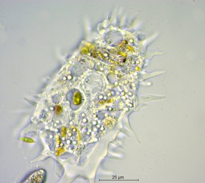 Amoebidae_ 3.jpg