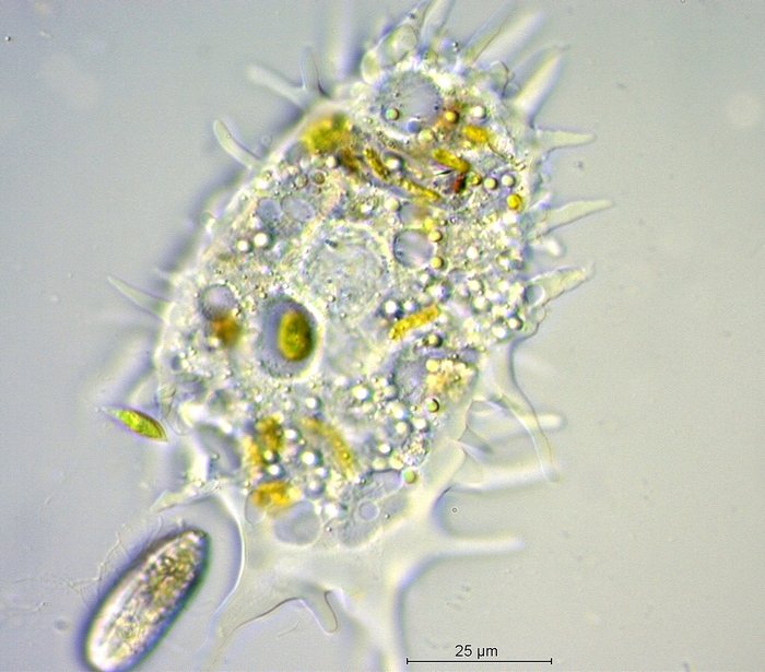 Amoebidae_2.jpg