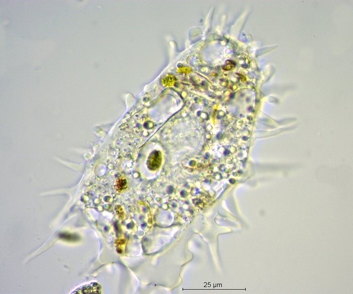 Amoebidae_1.jpg