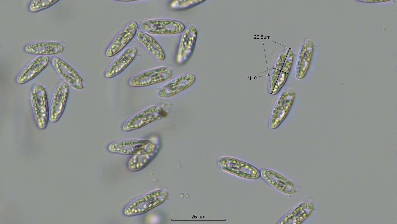 Cryptomonas cf. paramecium_60x_04-08-24_10-45-32.jpg