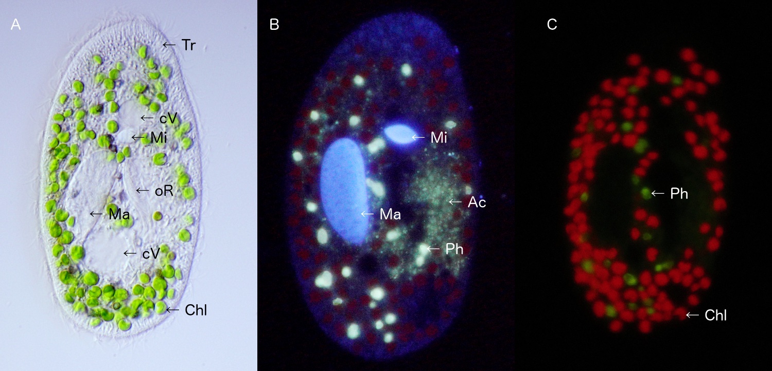 Paramecium-bursaria-water-immersion.jpg