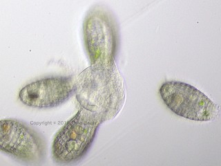 Coleps-attack-2.jpg