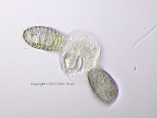 Coleps-attack-1.jpg